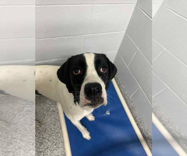 Medium Photo #4 Boxador Puppy For Sale in Calgary, Alberta, Canada