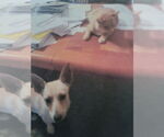 Small #2 Chiweenie
