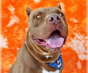 American Bulldog-Unknown Mix Dogs for adoption in Pasadena, CA, USA