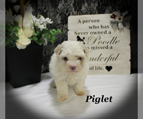 Medium Photo #16 Poodle (Toy) Puppy For Sale in CHANUTE, KS, USA