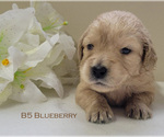Small Photo #9 Goldendoodle Puppy For Sale in MILFORD, MI, USA