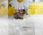 Small Photo #2 Pomeranian Puppy For Sale in RIPLEY, MS, USA