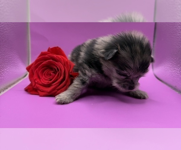 Medium Photo #13 Pomeranian Puppy For Sale in PORTLAND, ME, USA