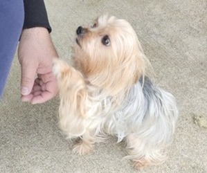 Father of the Yorkshire Terrier puppies born on 04/05/2026
