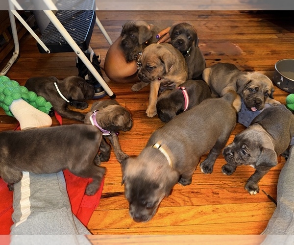 Medium Photo #1 Cane Corso Puppy For Sale in PHILADELPHIA, PA, USA