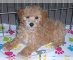 Small Photo #4 Poochon Puppy For Sale in ORO VALLEY, AZ, USA
