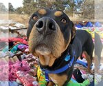 Small Photo #16 Rottweiler-Unknown Mix Puppy For Sale in Kanab, UT, USA