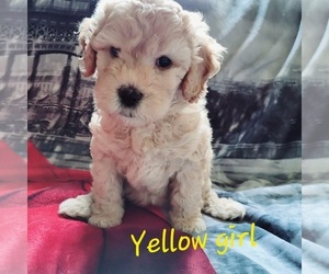 Miniature Labradoodle Puppy for sale in DEEP RUN, NC, USA