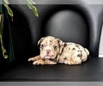 Small Photo #9 English Bulldog Puppy For Sale in PORT RICHEY, FL, USA