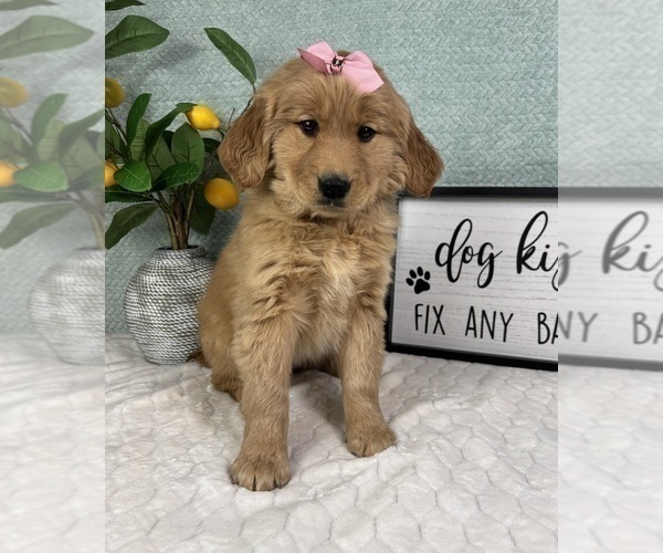 Medium Photo #3 Golden Retriever Puppy For Sale in FRANKLIN, IN, USA