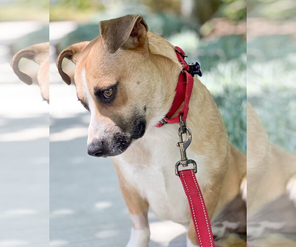 Medium Photo #3 Beagle-Unknown Mix Puppy For Sale in Corona, CA, USA