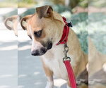 Small #2 Beagle Mix