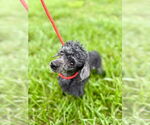 Small #2 Poodle (Toy)