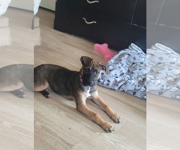 Medium Photo #3 Bullboxer Pit Puppy For Sale in MIDWAY, UT, USA