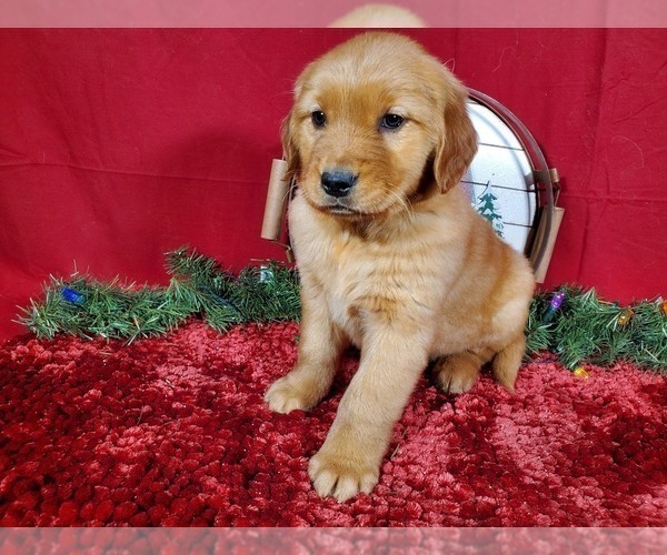 Medium Photo #3 Golden Retriever Puppy For Sale in BLACK FOREST, CO, USA