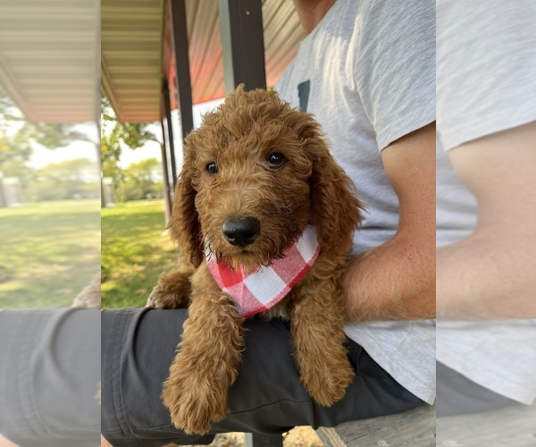 Medium Photo #4 Poodle (Standard) Puppy For Sale in MOBERLY, MO, USA