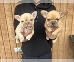 Small Photo #7 French Bulldog Puppy For Sale in APPLE VALLEY, CA, USA