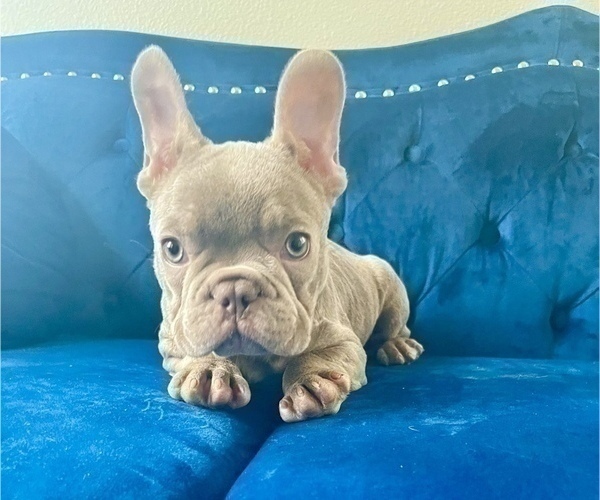 Medium Photo #8 French Bulldog Puppy For Sale in LONG BEACH, CA, USA