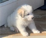Puppy 10 Great Pyrenees