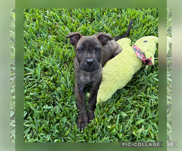 Medium Photo #2 Labrador Retriever-Unknown Mix Puppy For Sale in The Woodlands, TX, USA
