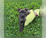Small #1 Labrador Retriever Mix