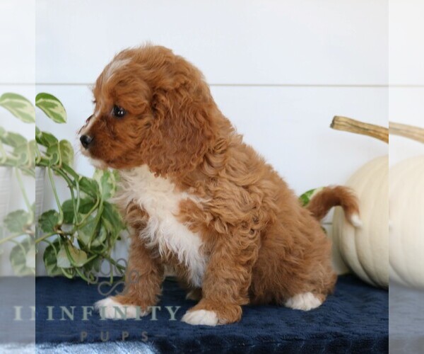 Medium Photo #4 Cavapoo Puppy For Sale in NARVON, PA, USA