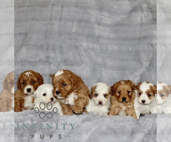 Medium Photo #2 Cavapoo Puppy For Sale in BIRD IN HAND, PA, USA