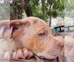 Small Photo #11 Catahoula Bulldog Puppy For Sale in MIAMI BEACH, FL, USA