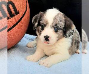Pembroke Welsh Corgi-Poodle (Miniature) Mix Puppy for sale in LANCASTER, PA, USA