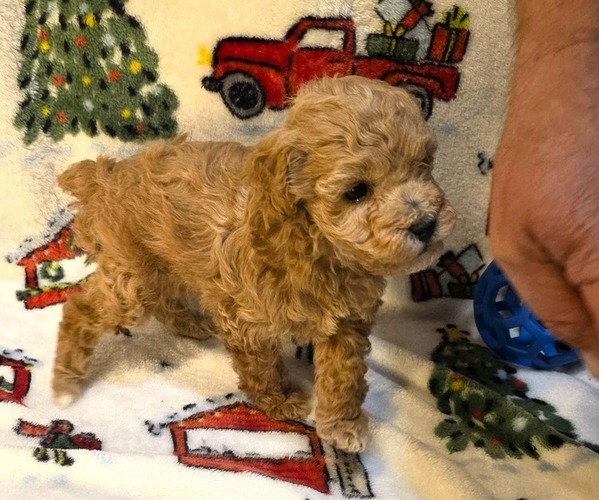 Medium Photo #1 Poodle (Toy) Puppy For Sale in DENVER, CO, USA