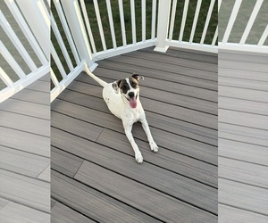 Patch - Male Australian Shepherd-Unknown Mix Dog for Adoption - Photo #4
