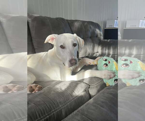 Medium Photo #2 - Mix Puppy For Sale in Greenville, SC, USA