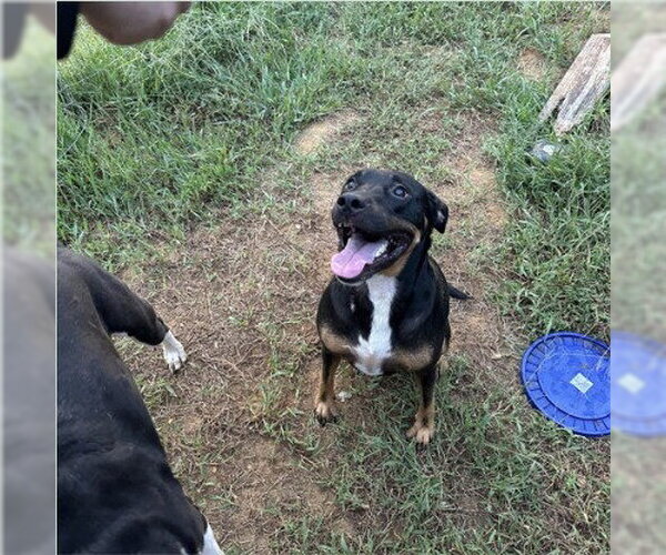 Medium Photo #2 Rottweiler-Unknown Mix Puppy For Sale in Lake Forest, CA, USA