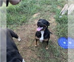 Small #1 Rottweiler Mix