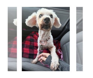Poodle (Miniature)-Unknown Mix Dogs for adoption in Mooresville, NC, USA