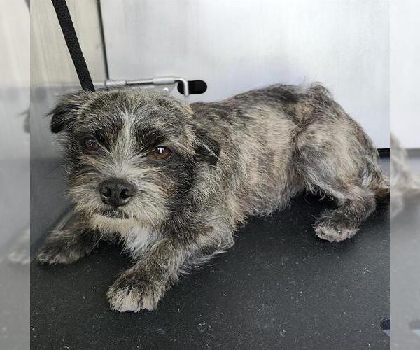 Medium Photo #1 Mutt Puppy For Sale in San Antonio, TX, USA