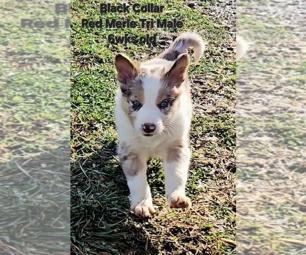 Medium Photo #33 Border Collie Puppy For Sale in BYBEE, TN, USA