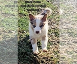 Small Photo #33 Border Collie Puppy For Sale in BYBEE, TN, USA
