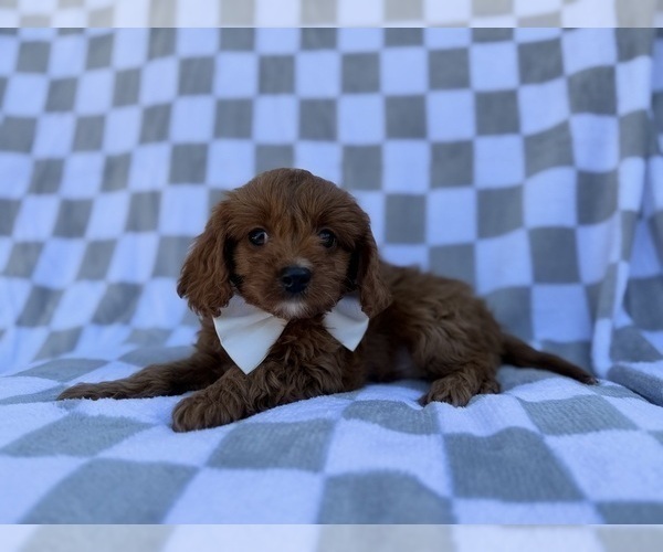Medium Photo #4 Cavapoo (Miniature) Puppy For Sale in LAKELAND, FL, USA