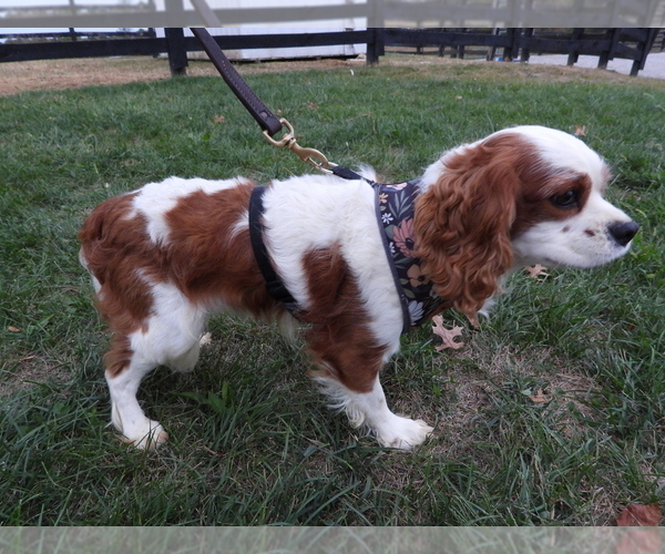 Medium Photo #5 Cavalier King Charles Spaniel Puppy For Sale in CARLISLE, KY, USA