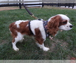 Small #4 Cavalier King Charles Spaniel