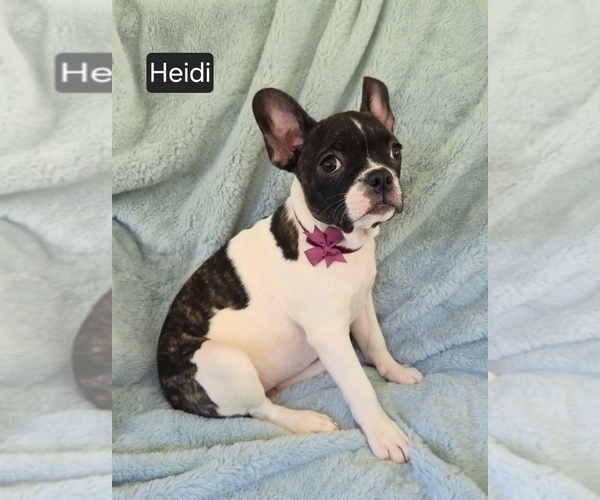 Medium Photo #4 Faux Frenchbo Bulldog Puppy For Sale in MINERAL WELLS, WV, USA