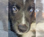 Puppy 1 Border Collie-Siberian Husky Mix