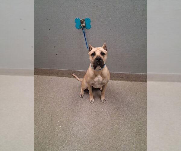 Medium Photo #1 Mastiff-Unknown Mix Puppy For Sale in Las Vegas, NV, USA