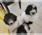 Small Photo #8 Miniature Bernedoodle Puppy For Sale in SAINT LOUIS, MO, USA
