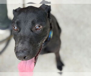 Labmaraner Dogs for adoption in Tulsa, OK, USA