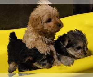 Morkie Puppy for sale in HINCKLEY, MN, USA