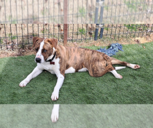 Australian Shepherd-Boxer Mix Dogs for adoption in Boston, MA, USA