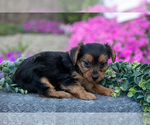 Small #1 YorkiePoo
