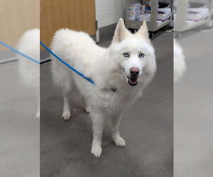 Siberian Husky Dogs for adoption in Forestville, MD, USA